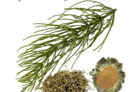 Horsetail Extract beneficial